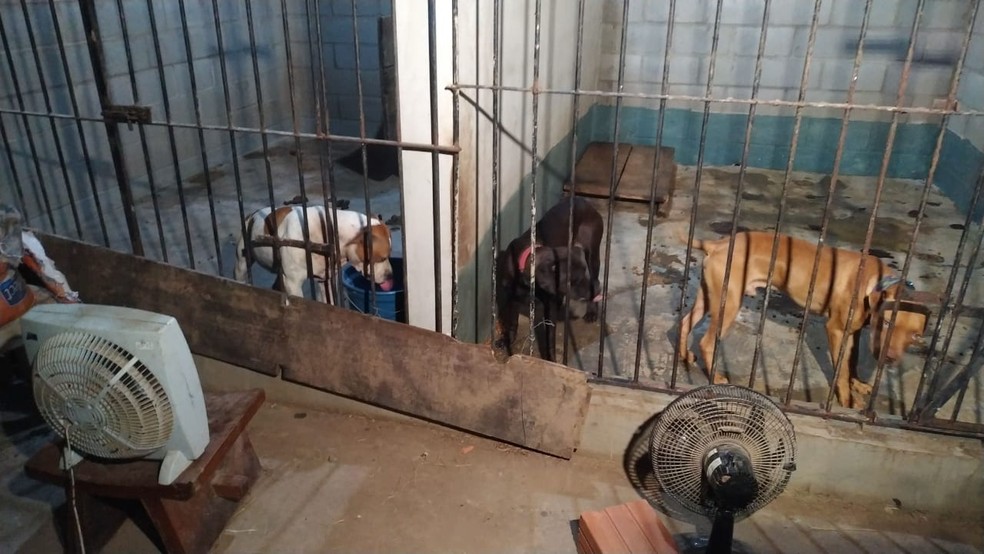 33 Pit bulls são encontrados em chácara