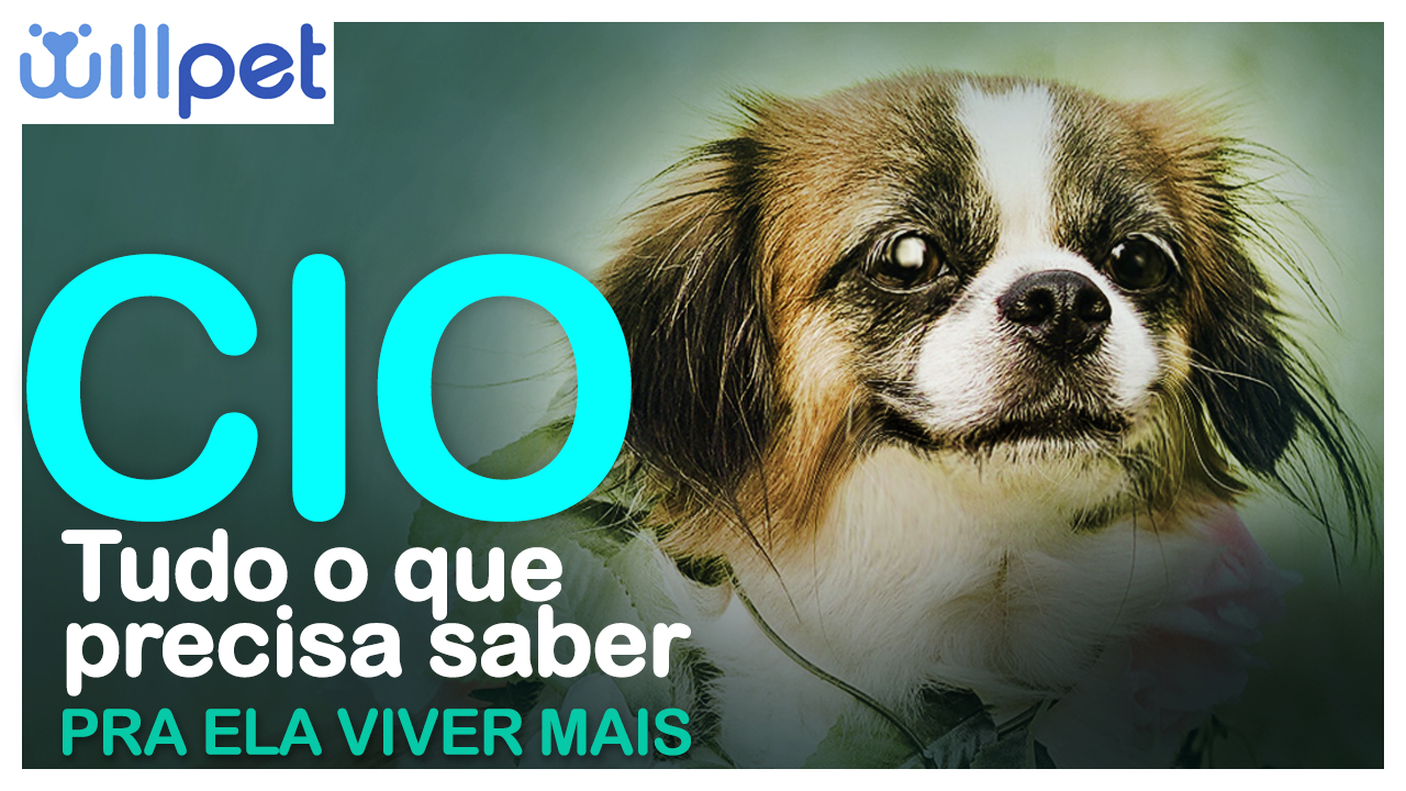 Explicando tudo sobre como funciona cio em cadelas – Castração e Câncer de Útero – Dr Willian